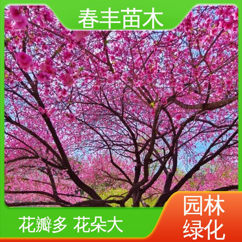 春丰苗木 观赏桃苗1米高 庭院小区绿化造景树 花团锦簇 精致美丽