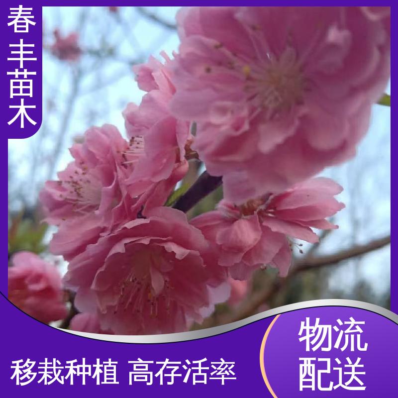 春丰苗木 观赏桃苗1米高 庭院别墅造景树 高成活率 造型优美