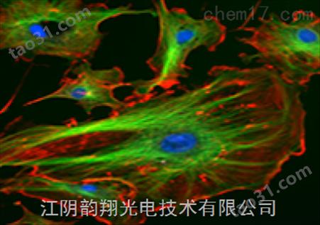 荧光滤光片组