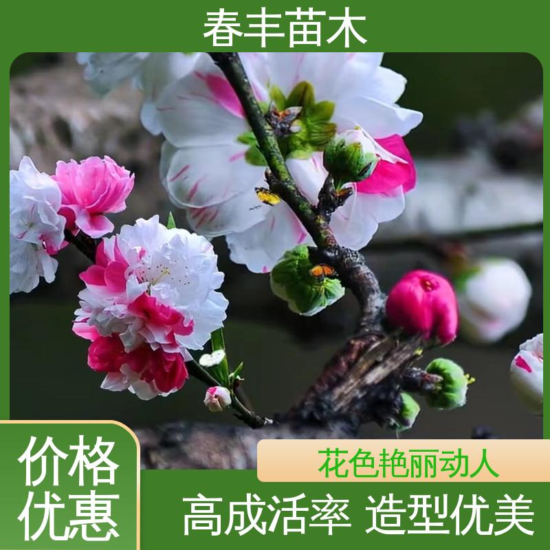 春丰苗木 基地供应 红菊花桃6-8公分 规格齐全 品种纯正
