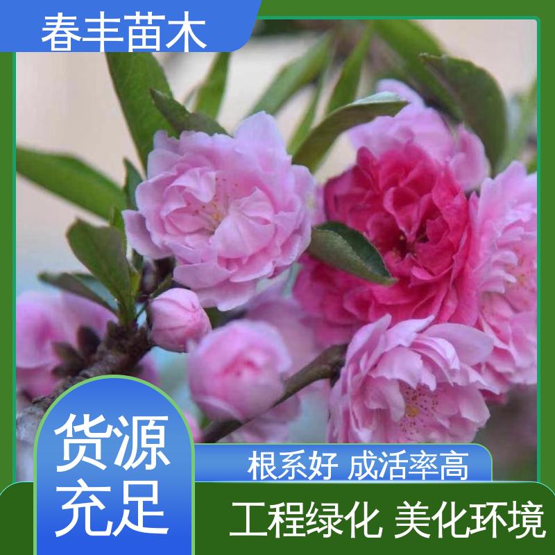 春丰苗木 基地现挖 品霞桃5-9公分 花色艳丽动人