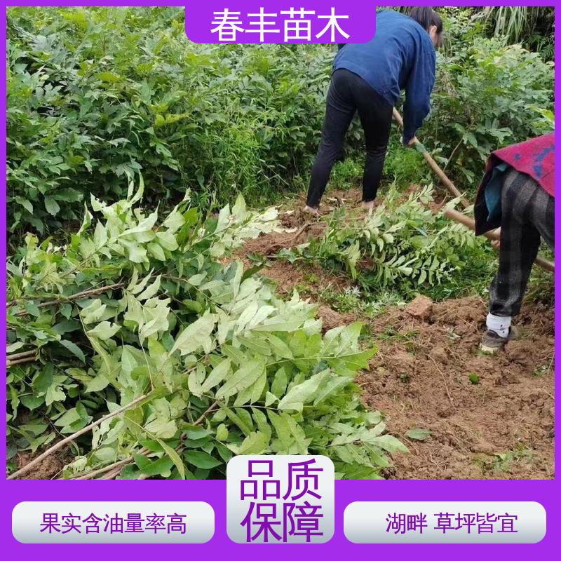 春丰苗木 碧根果树苗基地生产 多品种 根系发达 耐水湿