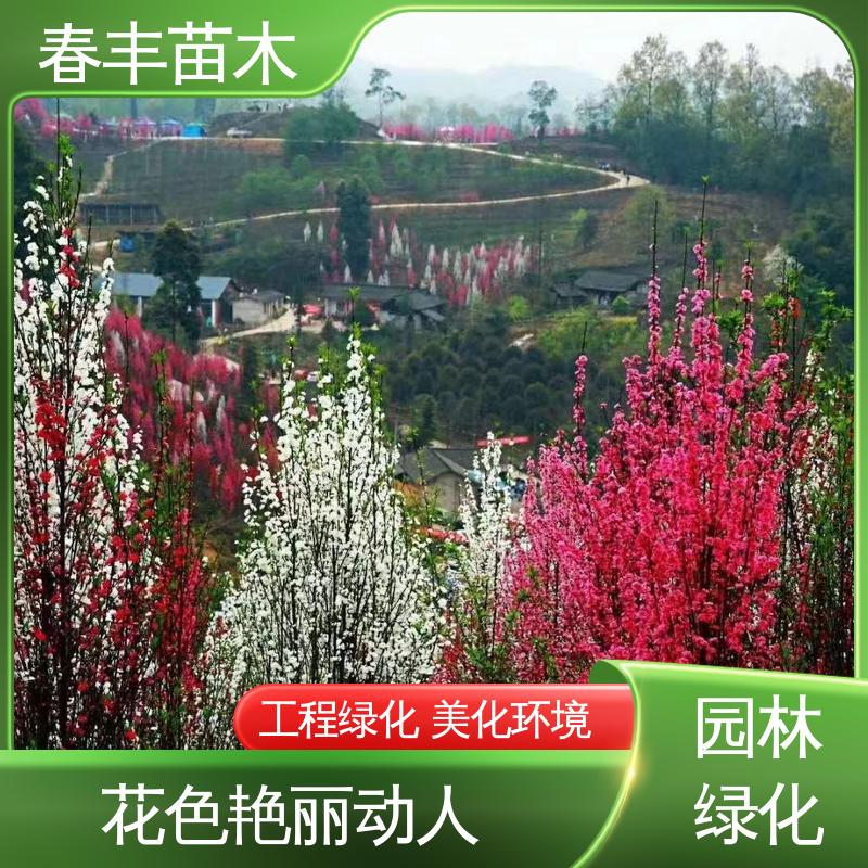 春丰苗木 基地供应 洒金碧桃6-8公分 质量合格 一条龙培育