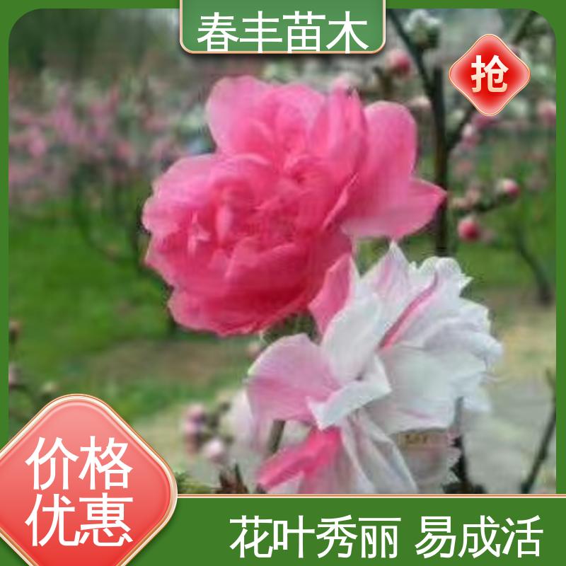 春丰苗木 基地供应 青叶碧桃6-8公分 规格齐全 品种纯正