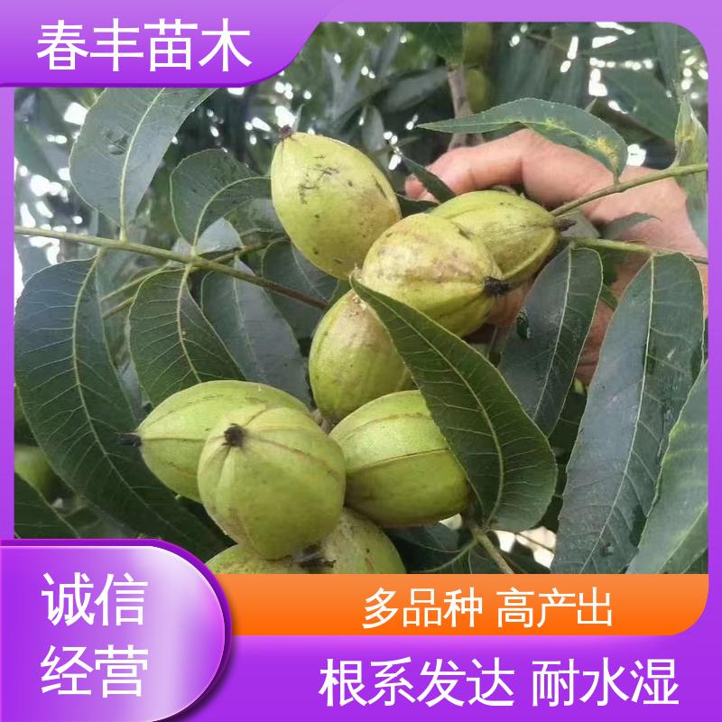 春丰苗木 碧根果树苗2公分粗 高产出 高成活率 货源充足
