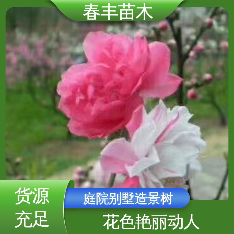 春丰苗木 基地供应 绿花桃40元装车 重花叠瓣 效果佳
