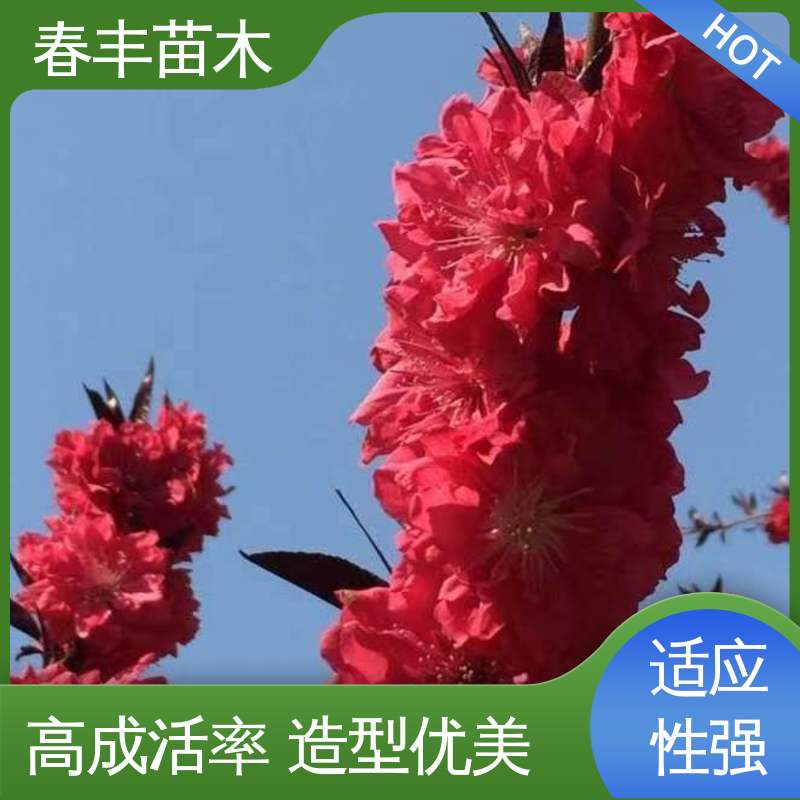 春丰苗木 找桃树苗1米高 园林庭院造景植物 规格齐全 物流配送