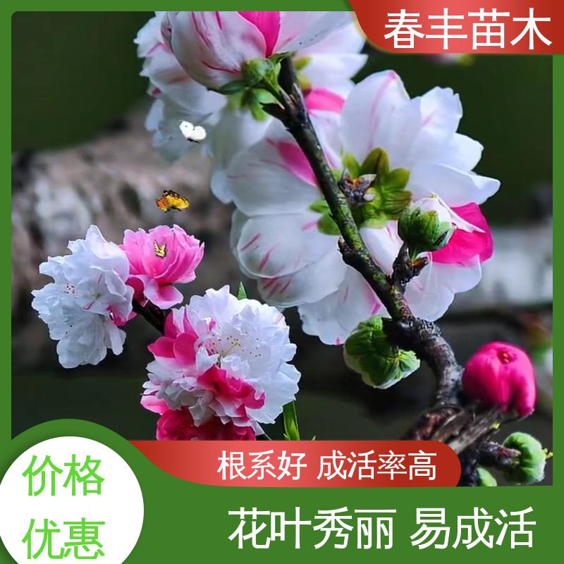 春丰苗木 基地现挖 二色6-8公分 成活率高 适应性强