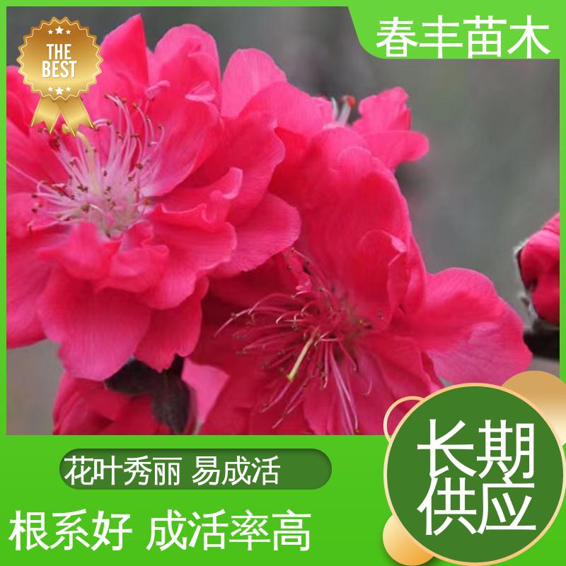 春丰苗木 观赏桃苗重点培育 庭院小区绿化造景树 重花叠瓣 五彩缤纷