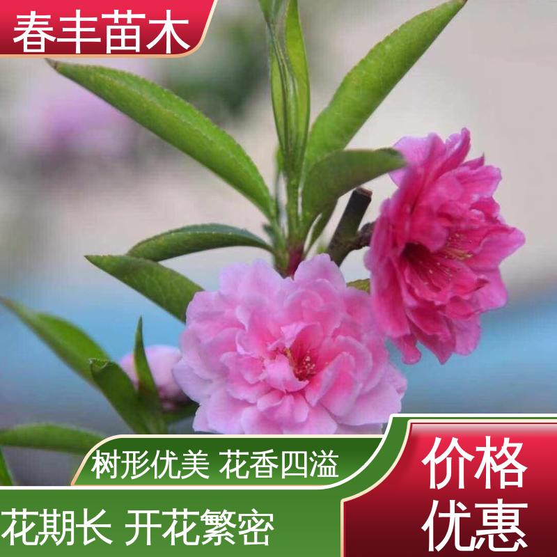 春丰苗木 基地供应 品霞桃树6-8公分 质量合格 一条龙培育