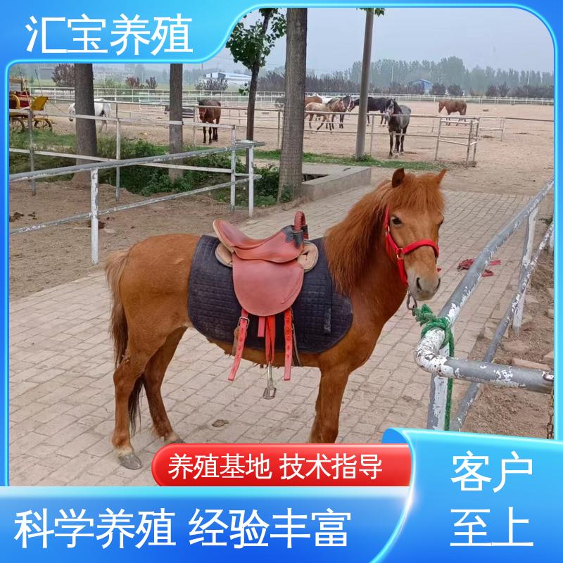 实地引种考察 包邮包运输 各种水果都可以吃 德保矮马 
