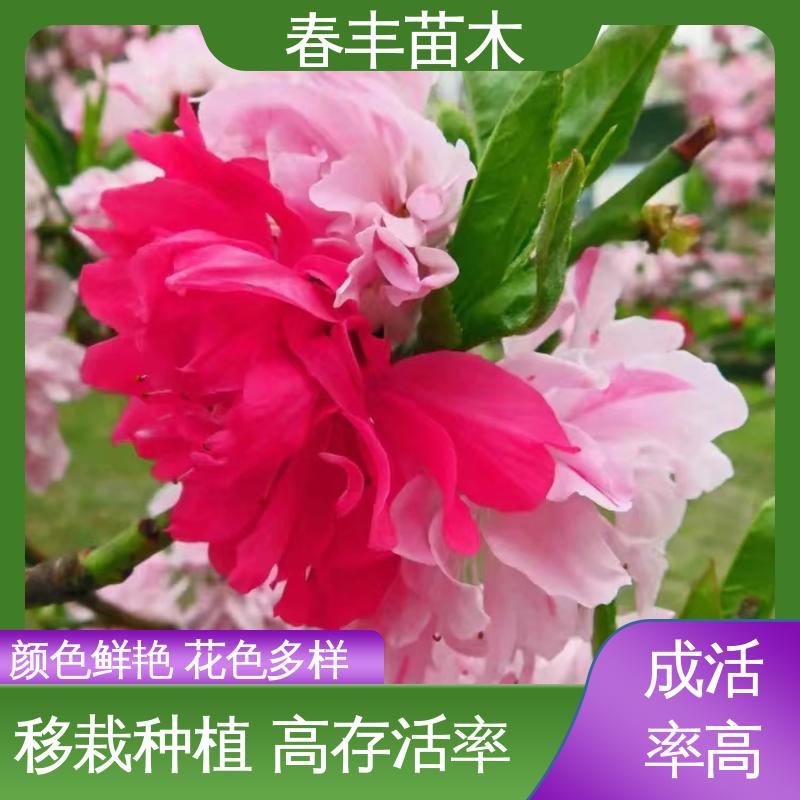 春丰苗木 基地现挖 白碧桃 8-10公分 移栽种植 高存活率