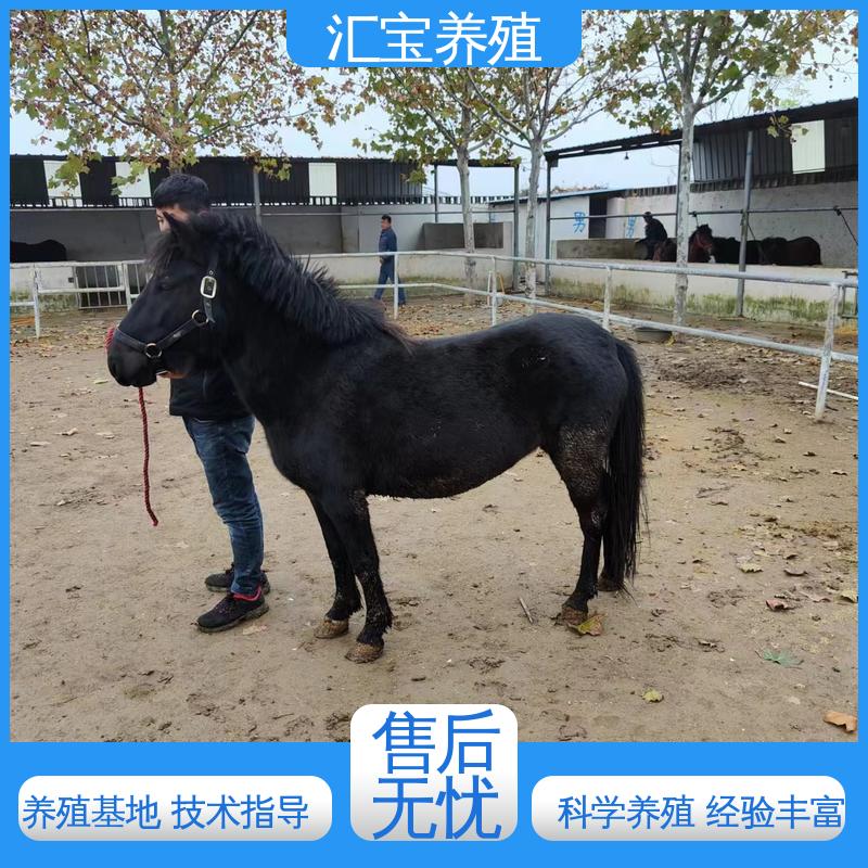 温顺可爱 高端品种 农家养殖矮马 包回收包健康 