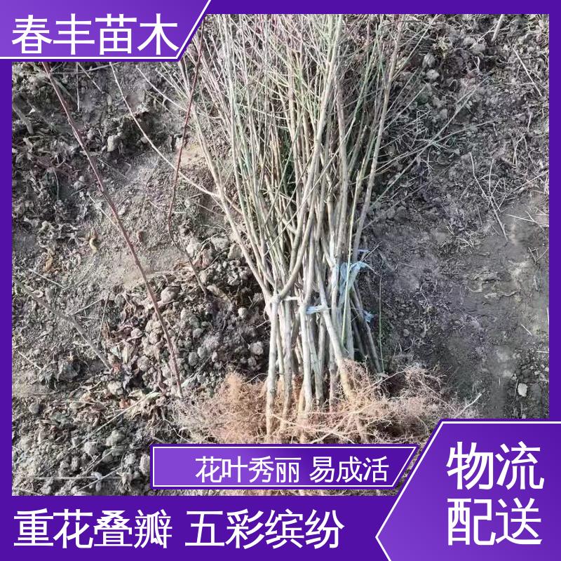 春丰苗木 观赏桃苗2公分 庭院小区绿化造景树 花叶秀丽 易成活