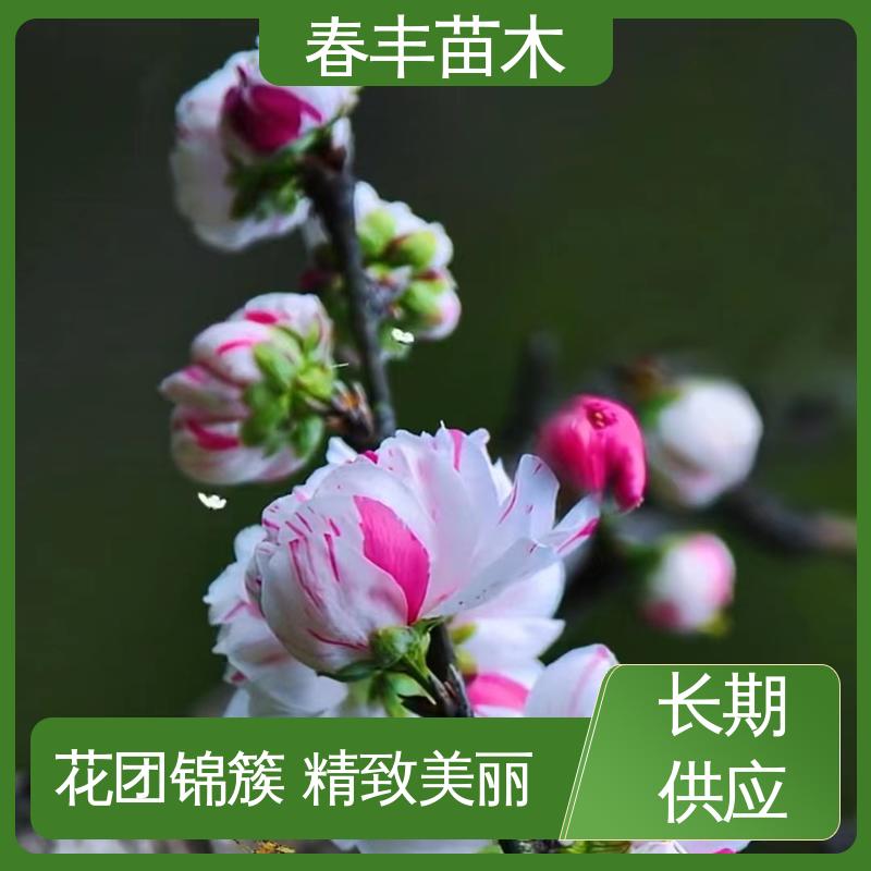 春丰苗木 基地现挖 白碧桃30元打土球上车 颜色鲜艳 花色多样