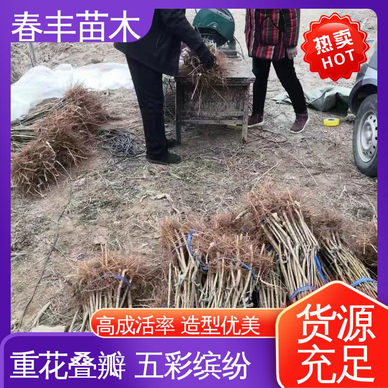 春丰苗木 观赏桃苗批发零售 园林庭院造景植物 高成活率 造型优美