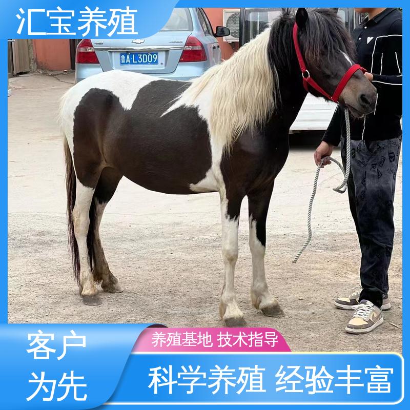  农家养殖矮马 实地引种考察 景区观赏乘骑 饲料五谷杂粮