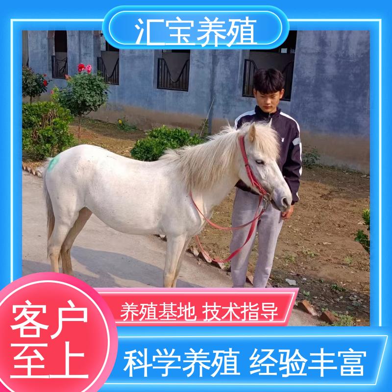 提供技术指导 喂养方法 进口矮马设特兰 景区观赏 
