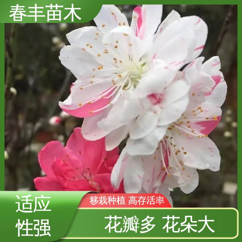 春丰苗木 基地供应 紫叶碧桃40元装车 重花叠瓣 效果佳