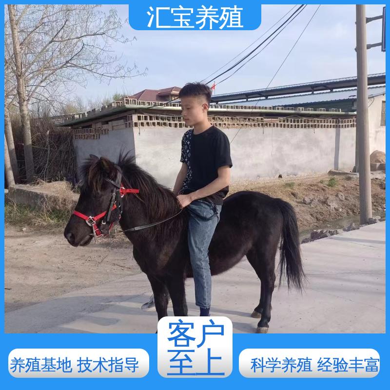 高端品种 包回收包健康 德保矮马 景区观赏乘骑 