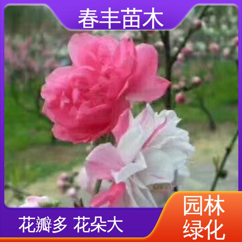 春丰苗木 观赏桃树 公园景区装饰绿植 成活率高 适应性强