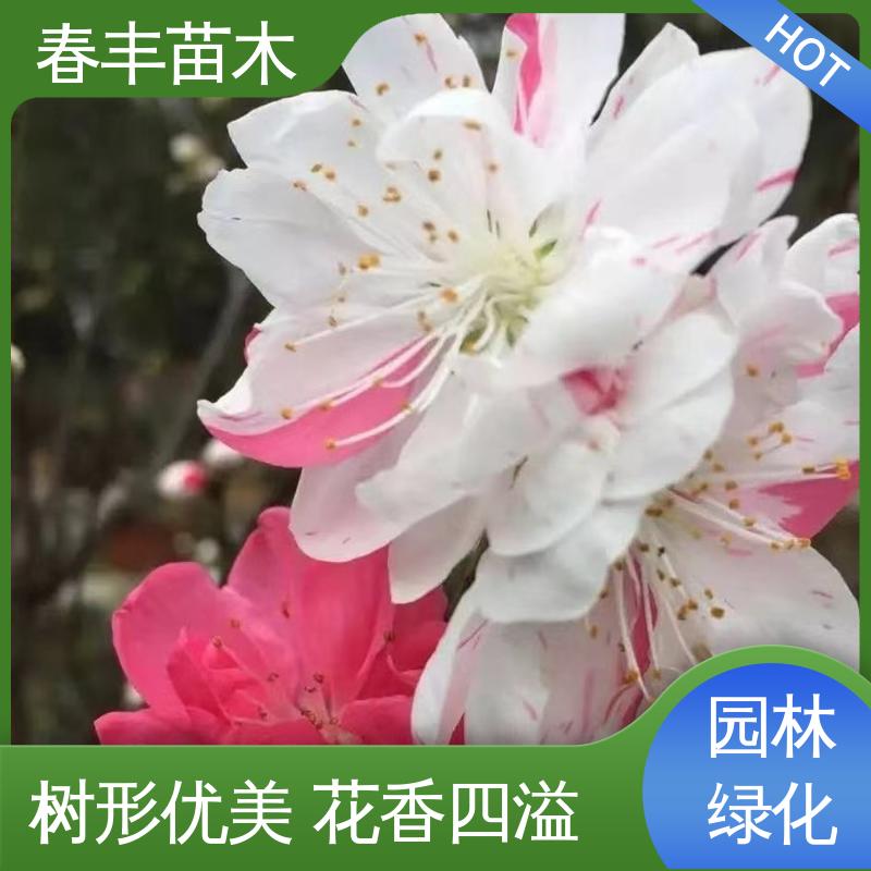 春丰苗木 基地供应 山桃30元打土球上车 花叶秀丽 易成活