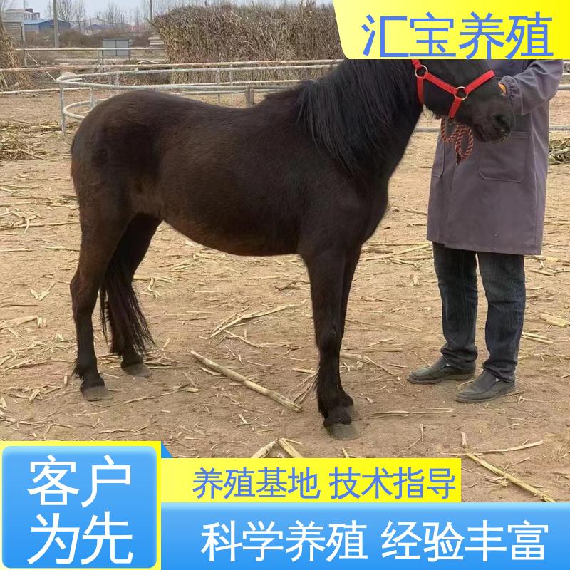 实地引种考察 袖珍迷你矮马 喂养方法 温顺可爱 