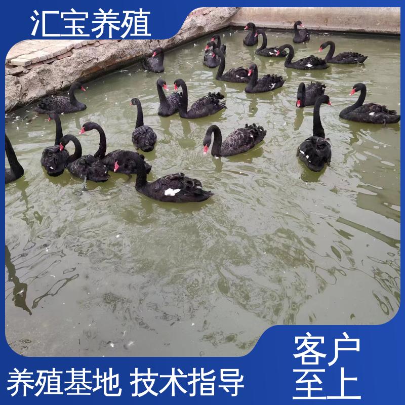 包回收包健康 混合养殖 批发基地 喂养方法 宠物小黑天鹅 