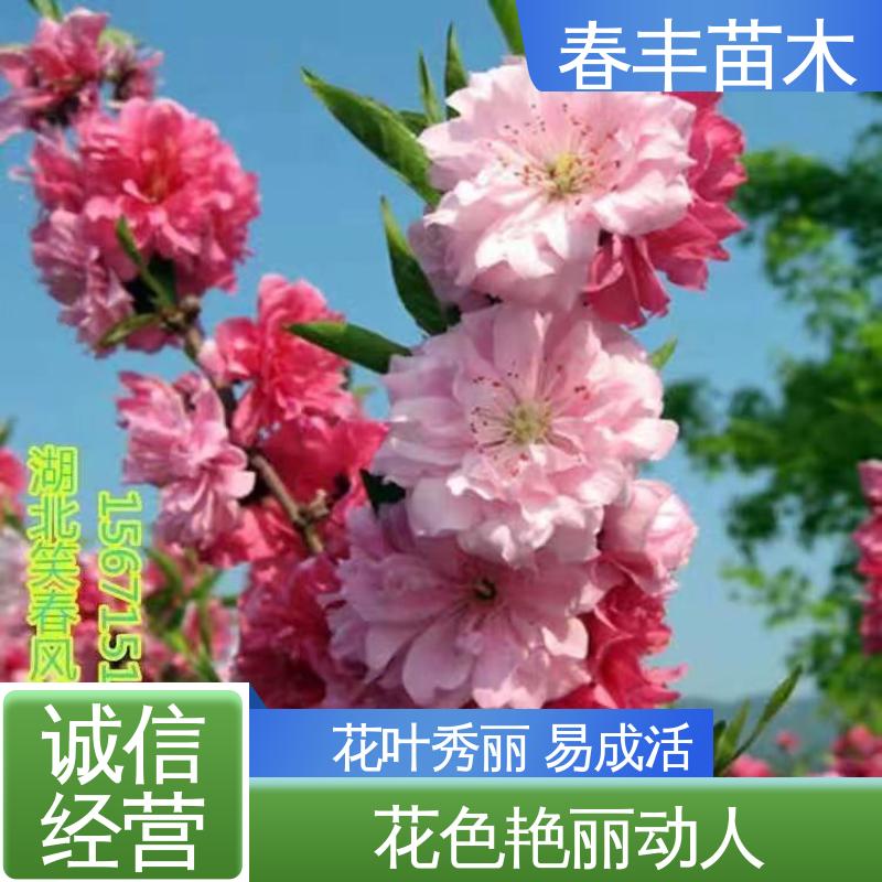 春丰苗木 基地现挖 满天红碧桃5-9公分 包装好 成活率高