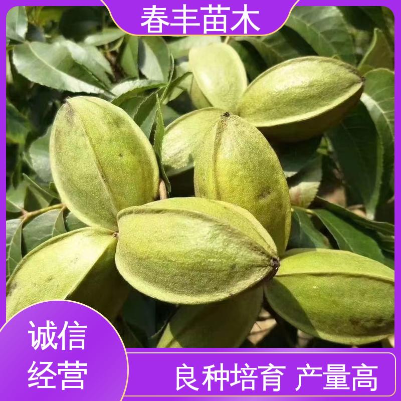春丰苗木 碧根果杯苗1米高 多品种 规格齐全 物流配送