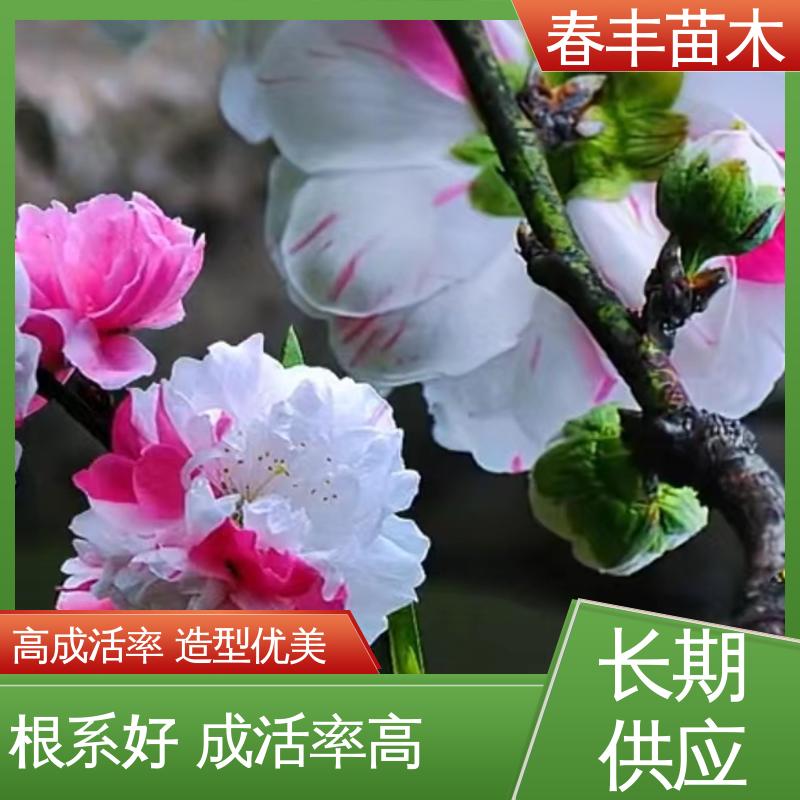 春丰苗木 基地供应 白花碧桃6-8公分 重花叠瓣 效果佳