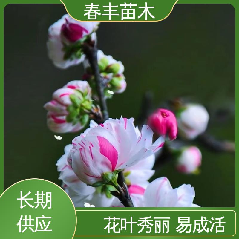 春丰苗木 基地现挖 绿花桃40元装车 颜色鲜艳 花色多样