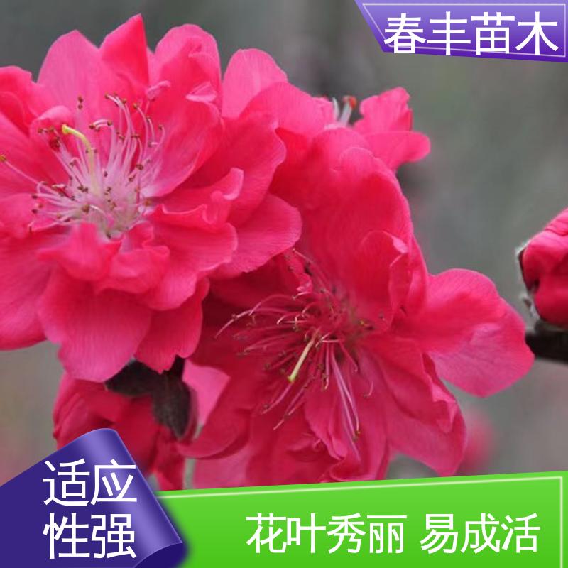 春丰苗木 找桃树苗基地培育 庭院小区绿化造景树 规格齐全 物流配送