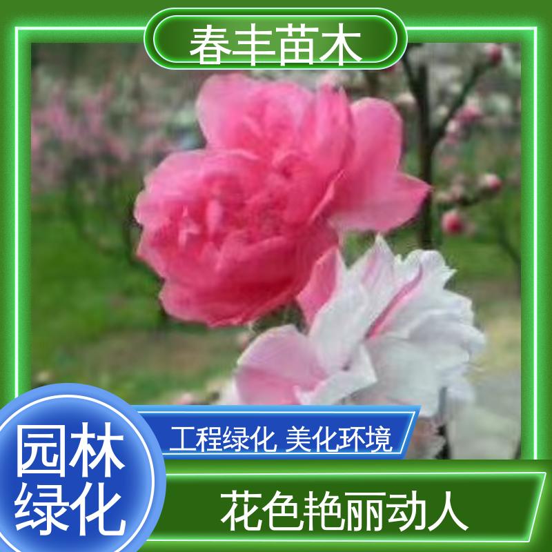 春丰苗木 基地供应 鸳鸯桃花40元装车 花色艳丽动人