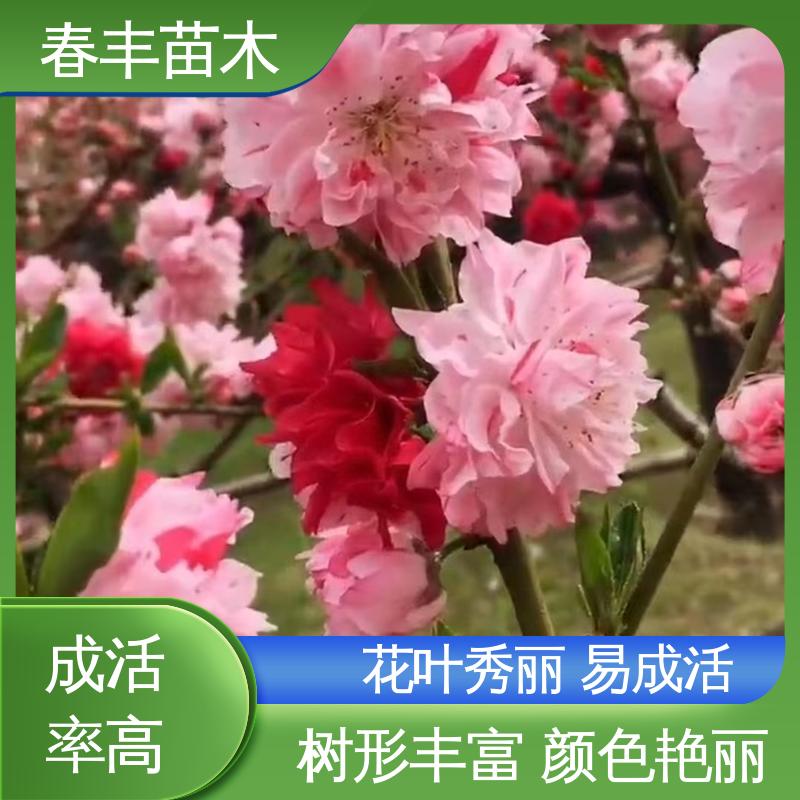 春丰苗木 基地现挖 垂枝花桃5-9公分 质量合格 一条龙培育
