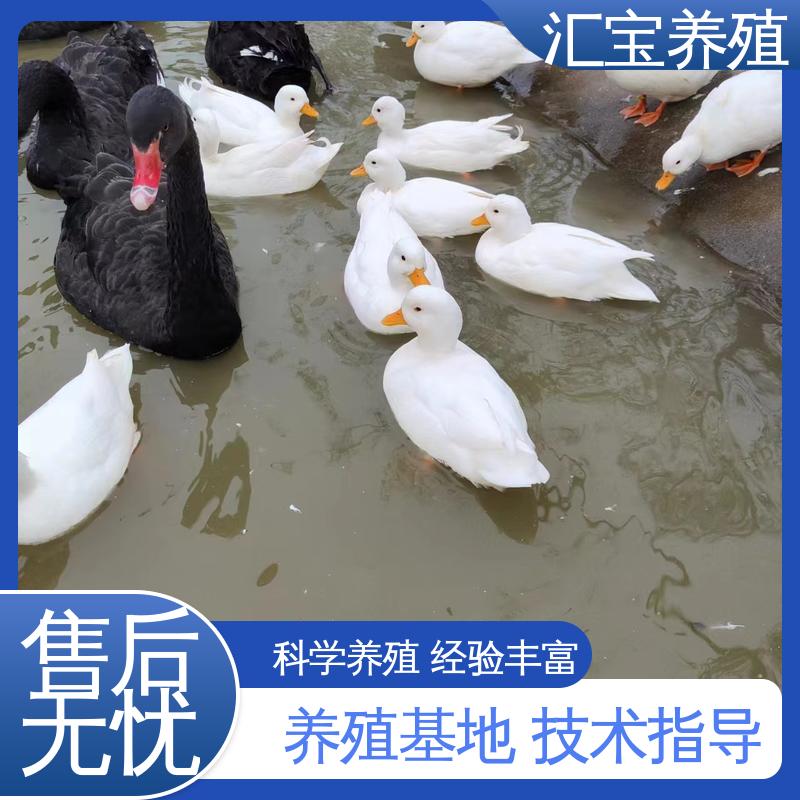  混合养殖 批发基地 成年黑天鹅活体 不易生病 品种纯正