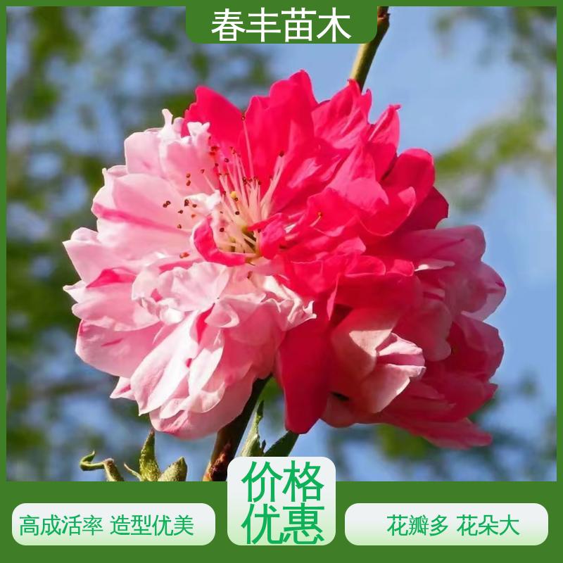春丰苗木 找桃树苗 庭院小区绿化造景树 花叶秀丽 易成活