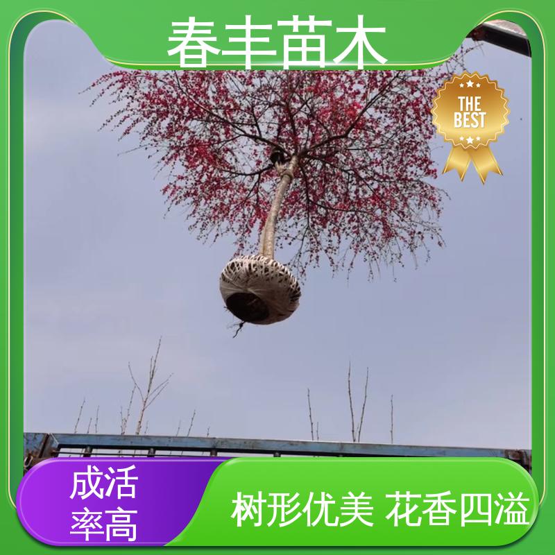 春丰苗木 找桃树苗 庭院别墅造景树 成活率高 适应性强