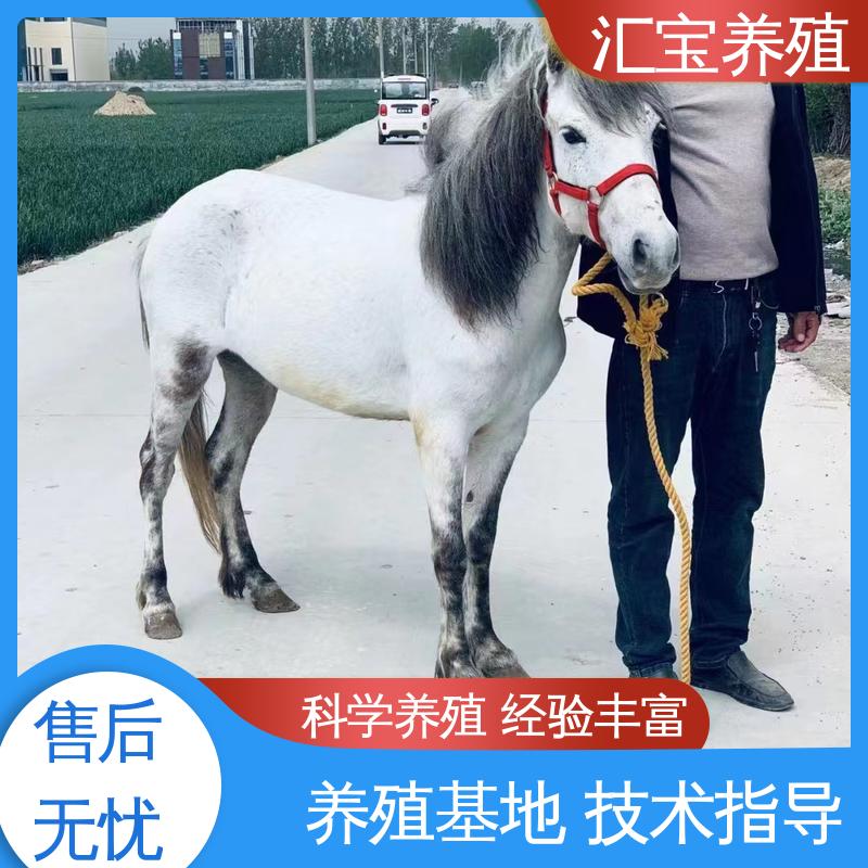 袖珍迷你矮马 包邮包运输 各种水果都可以吃 不易生病 