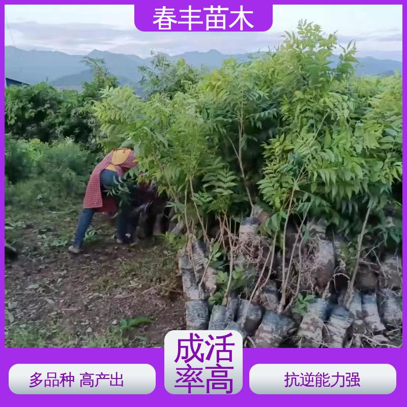 春丰苗木 碧根果树苗专业育苗 果实含油量高 成活率高 适应性强