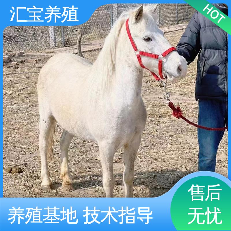 马术俱乐部 实地引种考察 袖珍迷你矮马 高端品种 