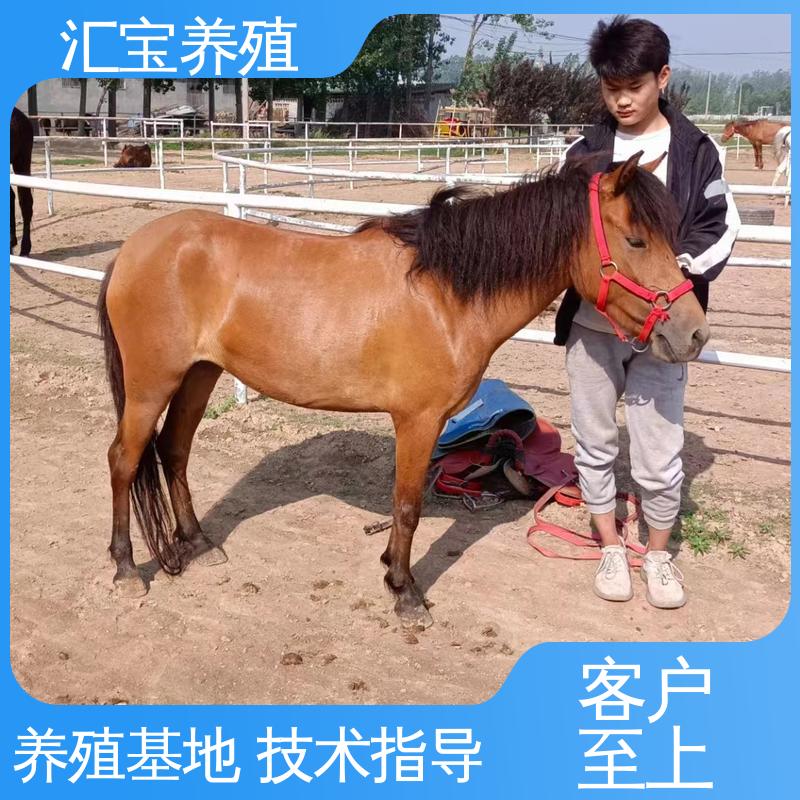 袖珍迷你矮马 饲料五谷杂粮 提供技术指导 一只起发 
