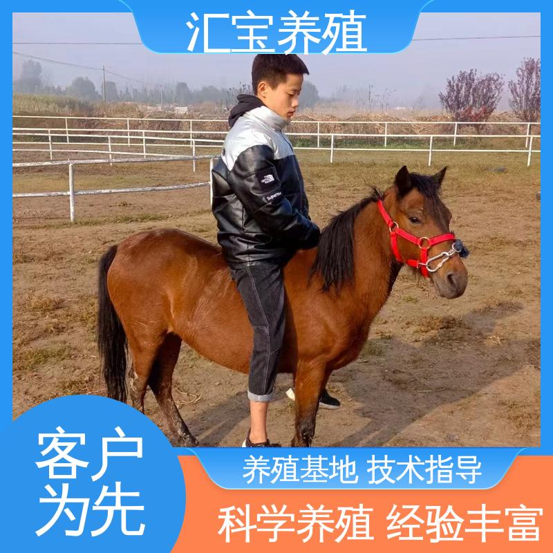  马术俱乐部 小矮马 各种水果都可以吃 不易生病