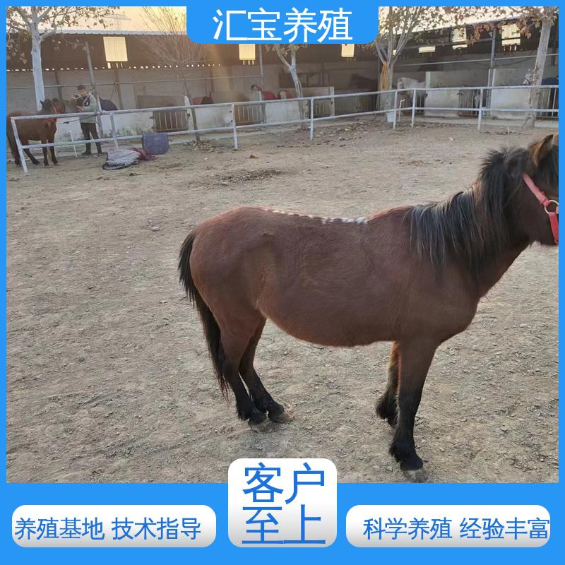  实地引种考察 农家养殖矮马 饲料五谷杂粮 一只起发