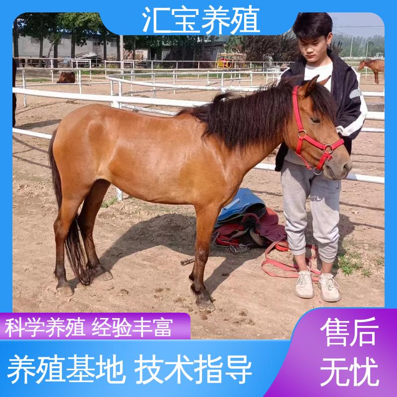  景区观赏乘骑 提供技术指导 各种水果都可以吃 农家养殖矮马