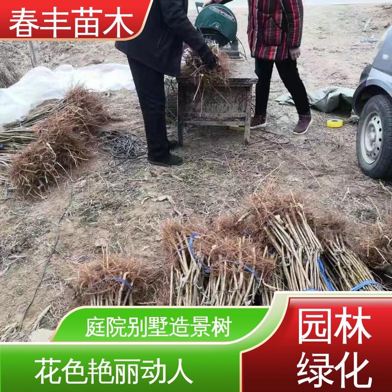 春丰苗木 找桃树苗1米高 庭院小区绿化造景树 移栽种植 高存活率