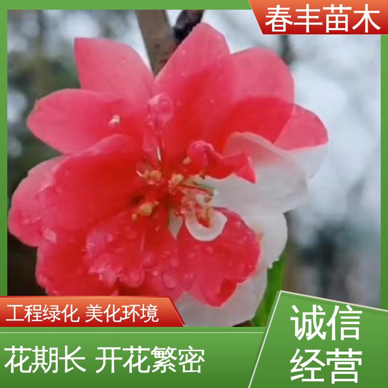 春丰苗木 找桃树苗重点培育 园林庭院造景植物 移栽种植 高存活率
