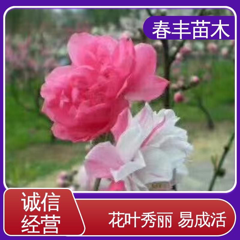 春丰苗木 桃花苗2公分 绿化工程行道树 颜色鲜艳 花色多样