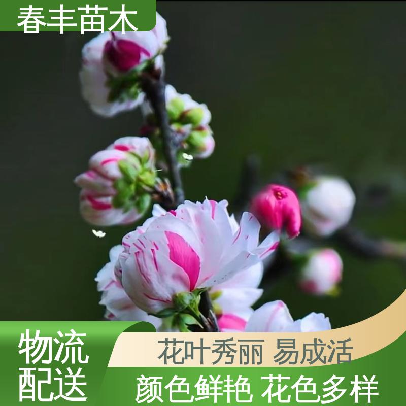 春丰苗木 基地现挖 红碧桃6-8公分 成活率高 适应性强