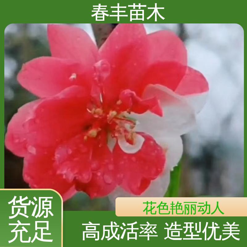 春丰苗木 基地现挖 帚桃50元上车价 规格齐全 品种纯正